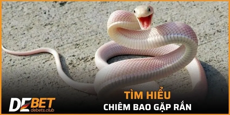 Nằm Mơ Thấy Rắn - Tìm Hiểu Giải Mã Bởi Chuyên Gia 2026