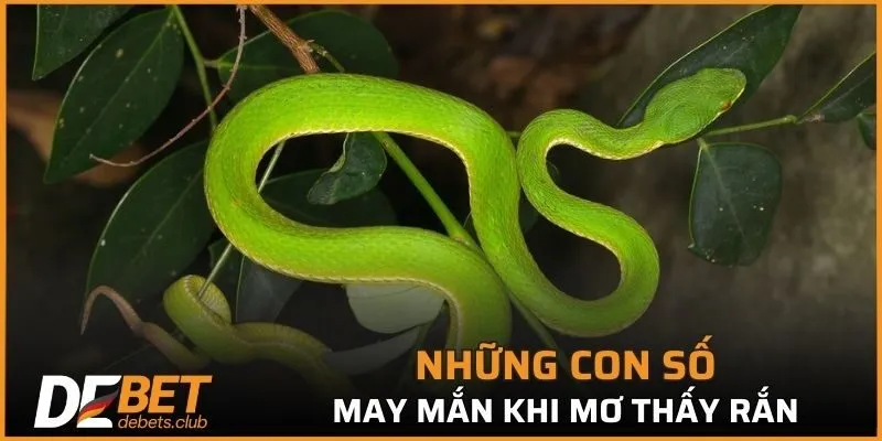 Nằm Mơ Thấy Rắn - Tìm Hiểu Giải Mã Bởi Chuyên Gia 2026