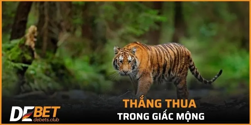 Nằm Mơ Thấy Hổ - Dự Báo Điều Xảy Ra Trong Tương Lai 2026