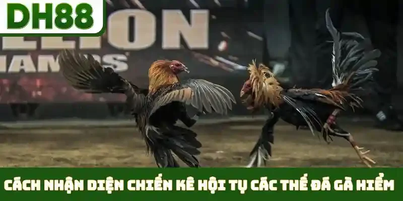 Các Thế Đá Gà Hiểm - Nghệ Thuật Ra Đòn Cáo Đỉnh Cao