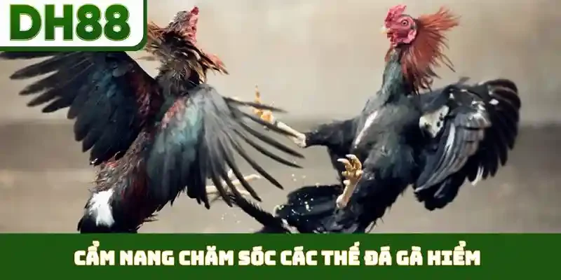 Các Thế Đá Gà Hiểm - Nghệ Thuật Ra Đòn Cáo Đỉnh Cao