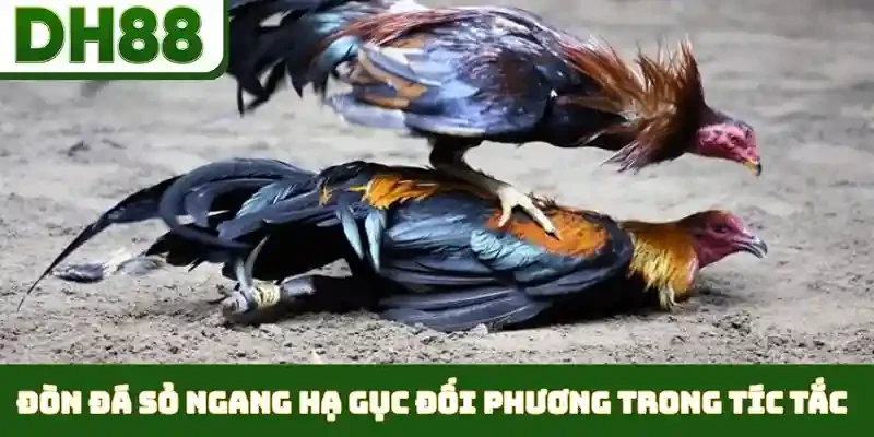 Các Thế Đá Gà Hiểm - Nghệ Thuật Ra Đòn Cáo Đỉnh Cao