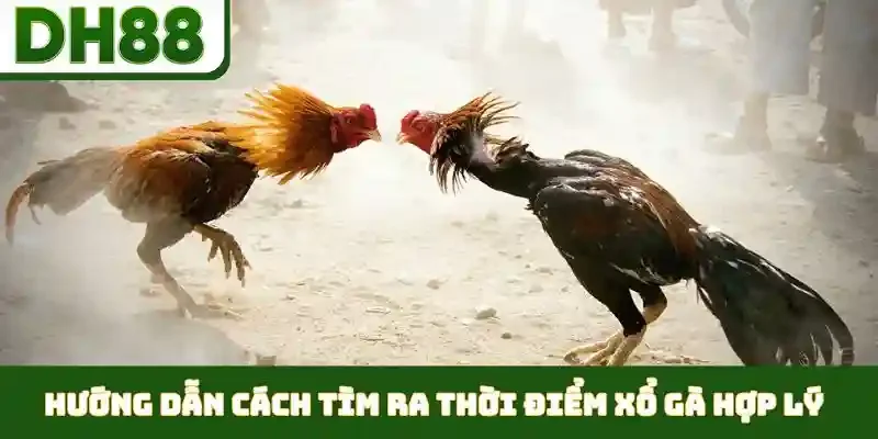 Thời Điểm Xổ Gà Hợp Lý - Duy Trì Phong Độ Đỉnh Cao