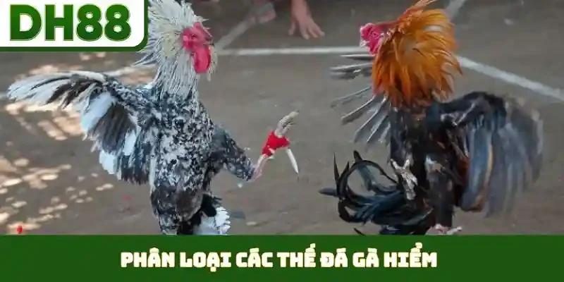 Các Thế Đá Gà Hiểm - Nghệ Thuật Ra Đòn Cáo Đỉnh Cao