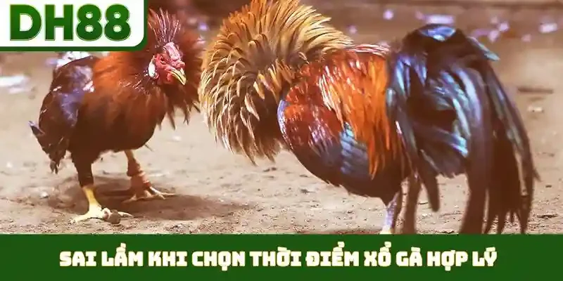 Thời Điểm Xổ Gà Hợp Lý - Duy Trì Phong Độ Đỉnh Cao