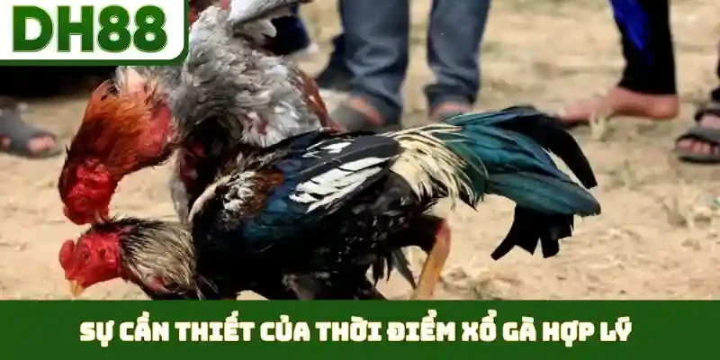Thời Điểm Xổ Gà Hợp Lý - Duy Trì Phong Độ Đỉnh Cao