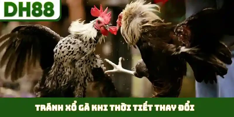 Thời Điểm Xổ Gà Hợp Lý - Duy Trì Phong Độ Đỉnh Cao